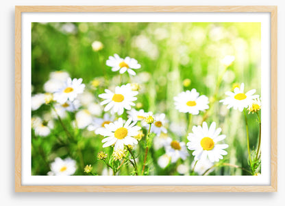 Chamomile sunlight