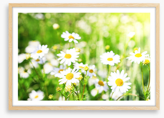 Chamomile sunlight