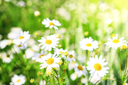 Chamomile sunlight