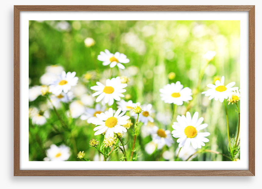 Chamomile sunlight