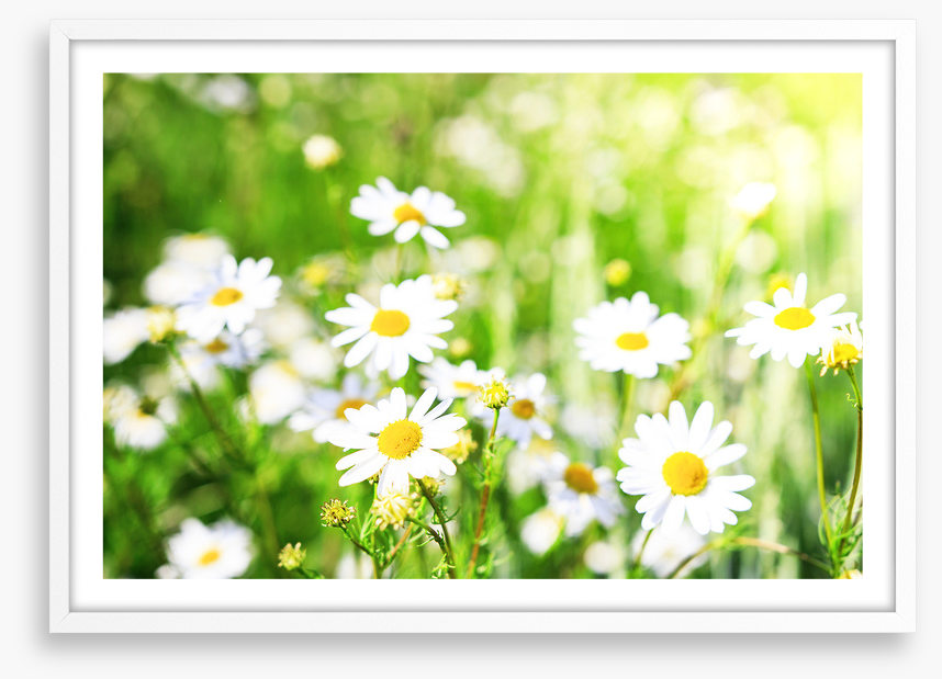 Chamomile sunlight