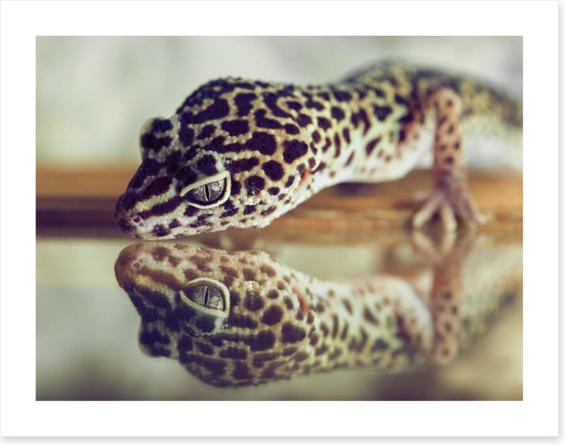 Gecko mirror
