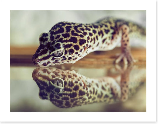 Gecko mirror
