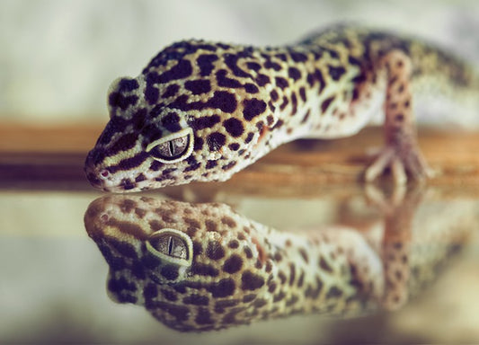 Gecko mirror
