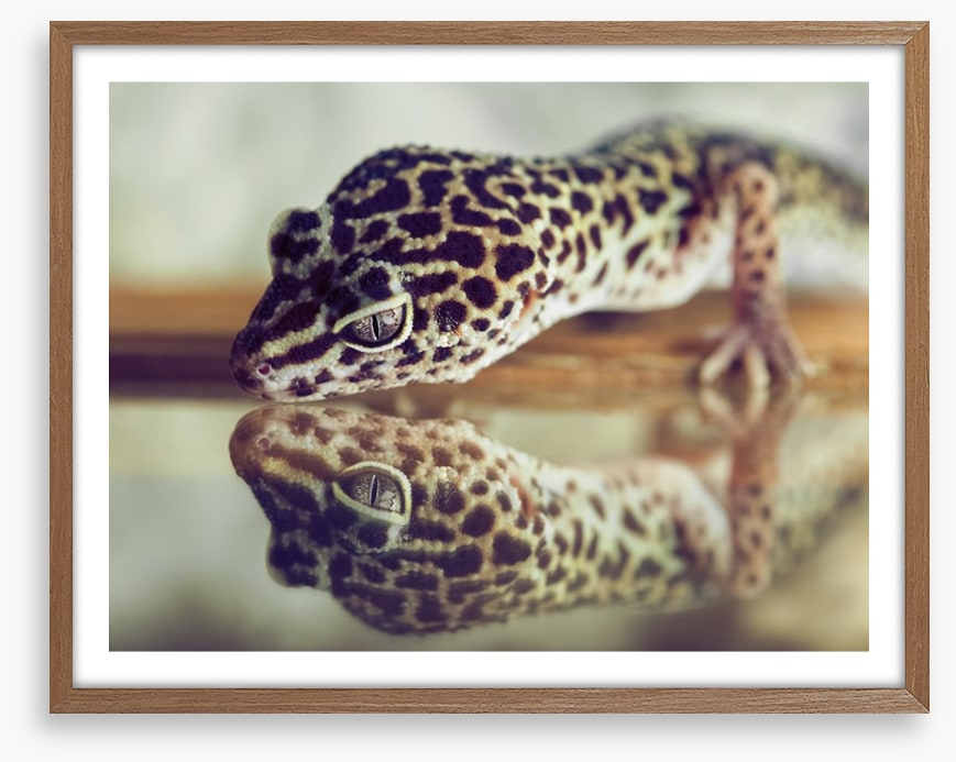 Gecko mirror