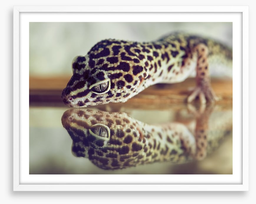 Gecko mirror