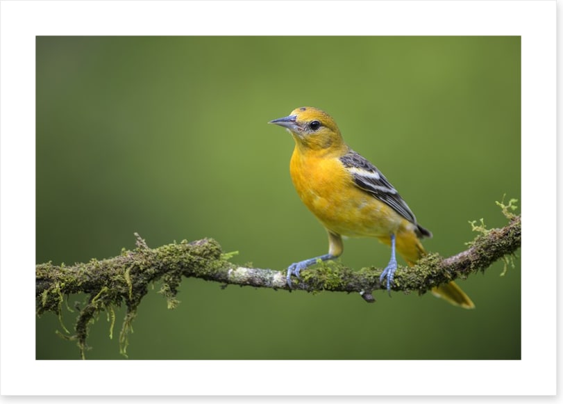 Birds