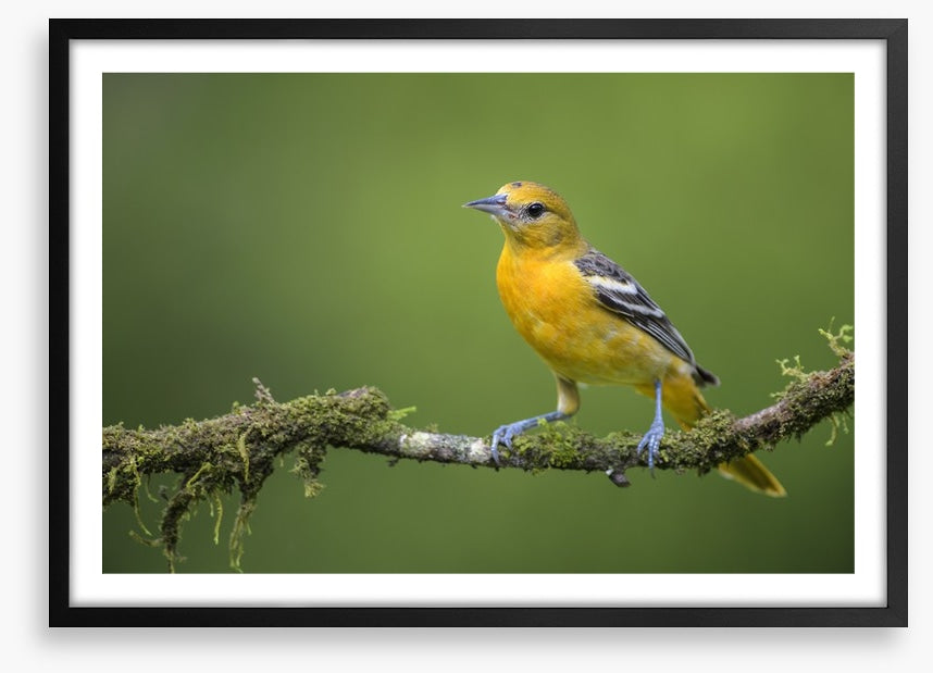 Birds