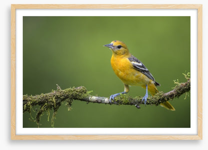 Birds