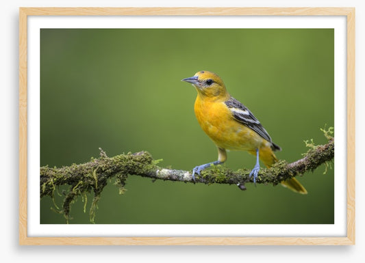 Birds