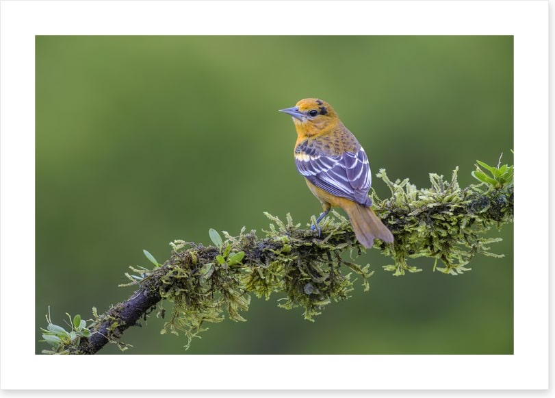 Birds