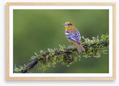 Birds