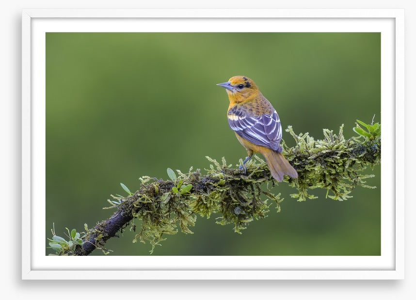 Birds