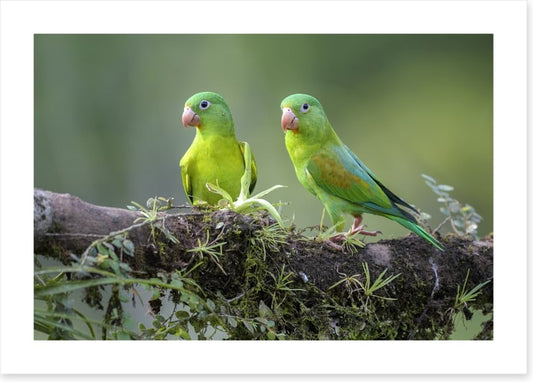 Birds