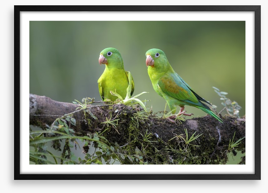 Birds