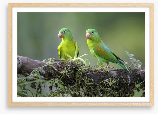 Birds