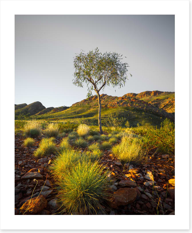A single tree