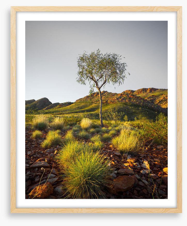 A single tree