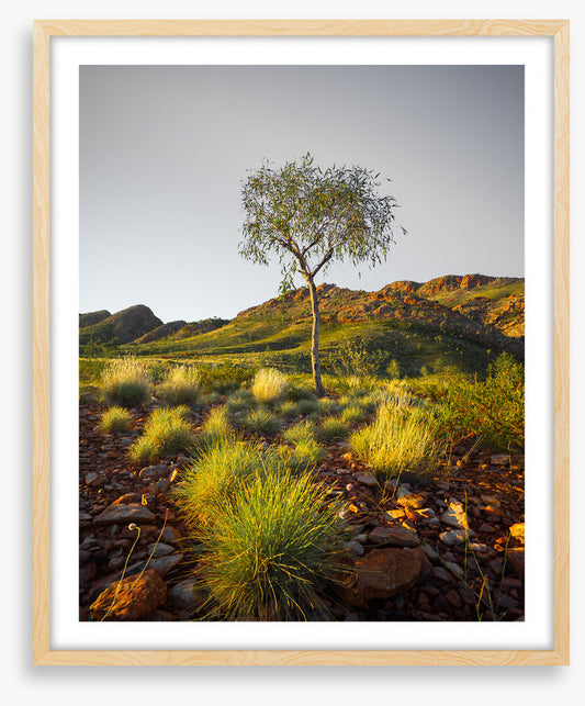 A single tree