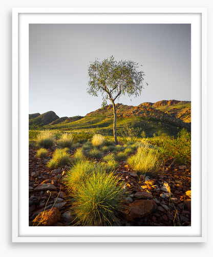 A single tree
