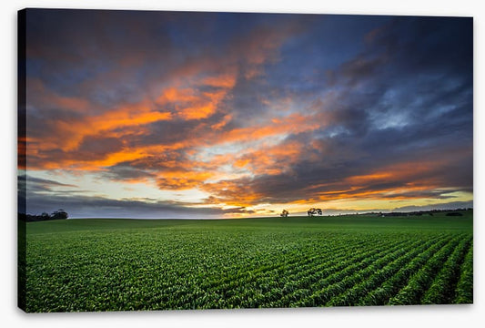 Just crops and clouds