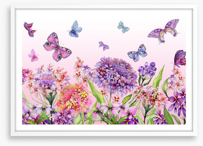 Butterflies in the iberis