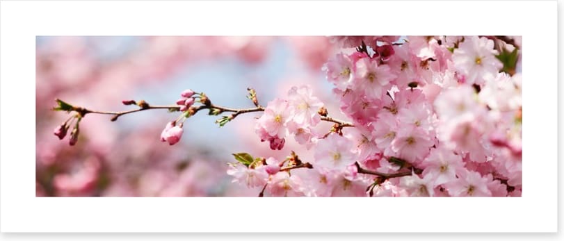 Cherry blossom panorama