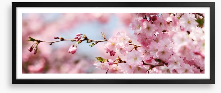 Cherry blossom panorama