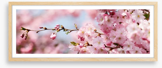 Cherry blossom panorama