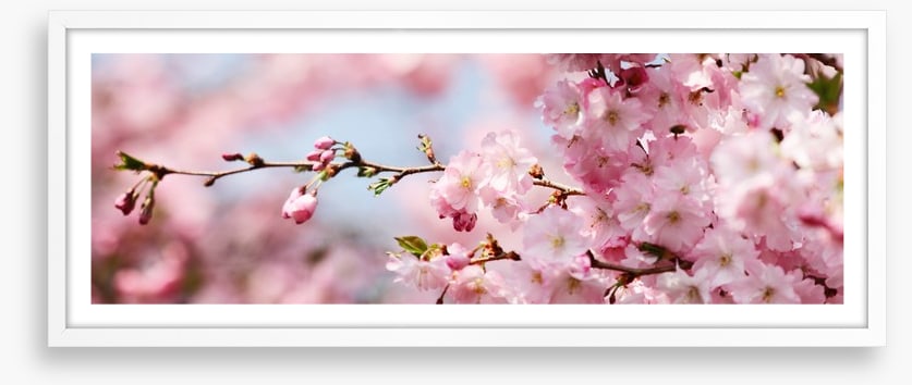 Cherry blossom panorama