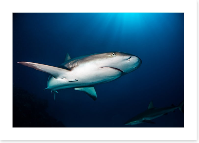 Reef shark blues