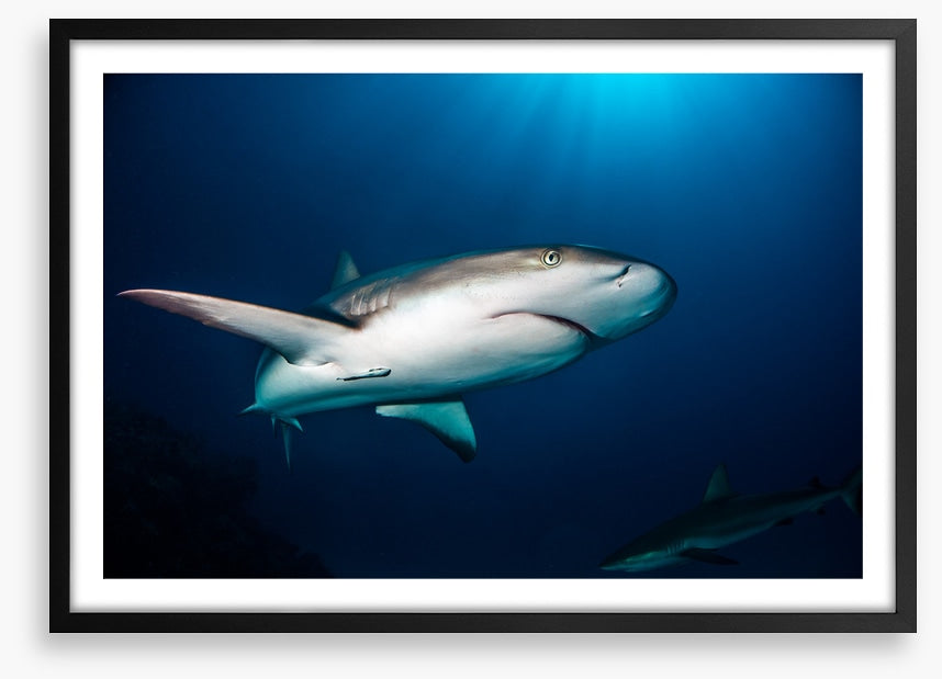 Reef shark blues