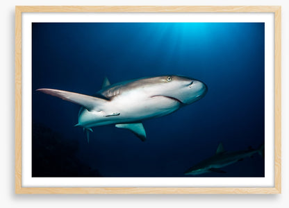 Reef shark blues