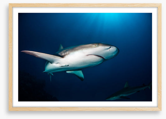 Reef shark blues