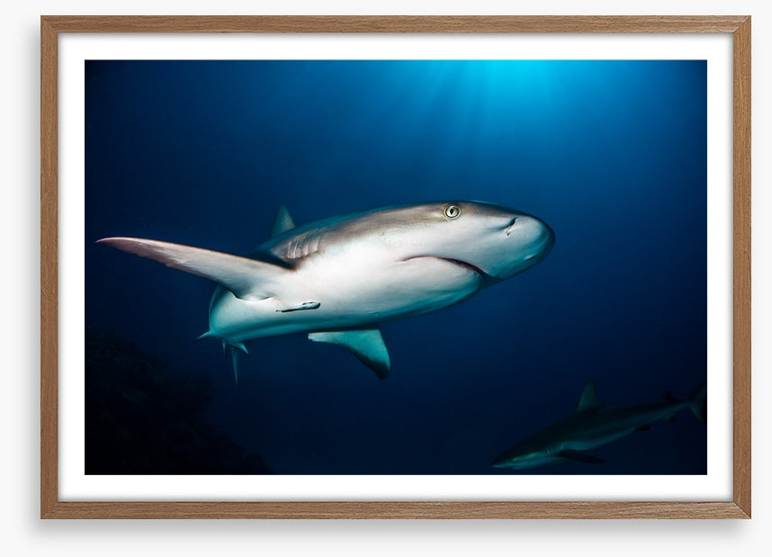 Reef shark blues