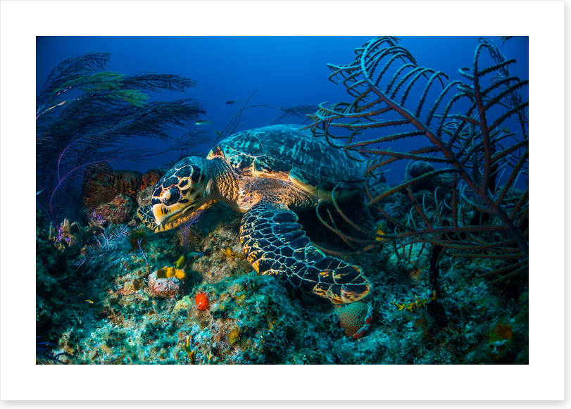 Hawksbill hideout