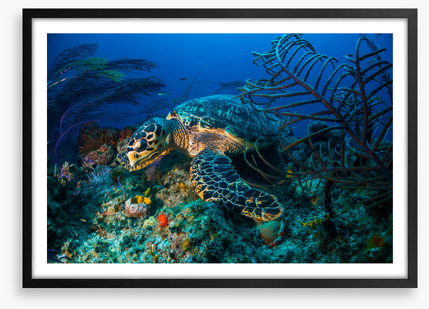 Hawksbill hideout