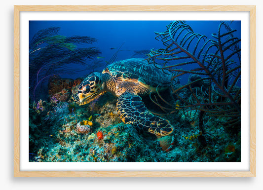 Hawksbill hideout