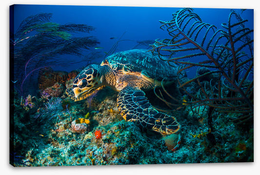 Hawksbill hideout