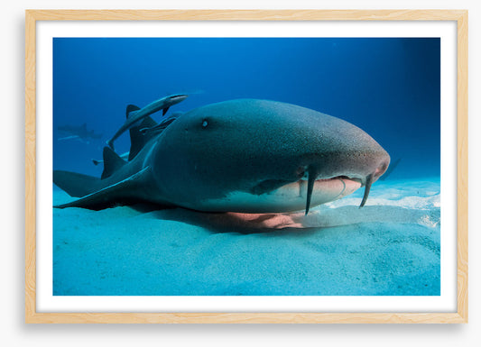 Nurse shark blues
