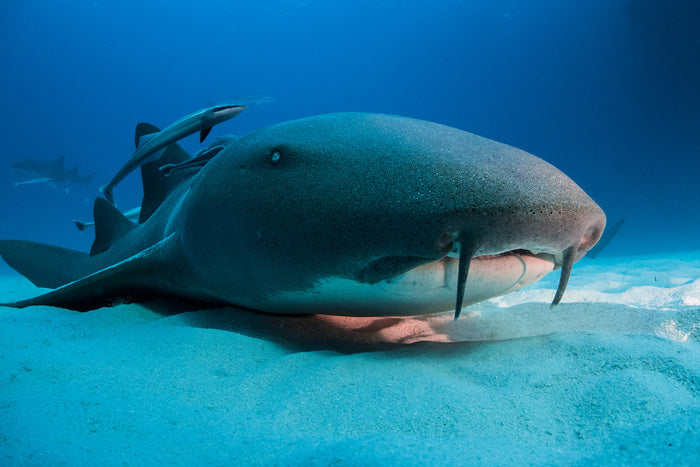 Nurse shark blues