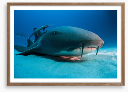 Nurse shark blues