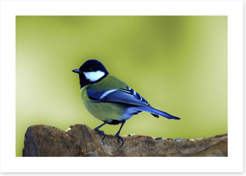 Birds