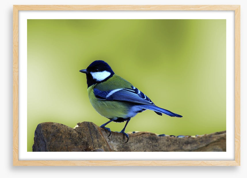 Birds