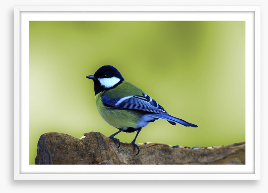 Birds