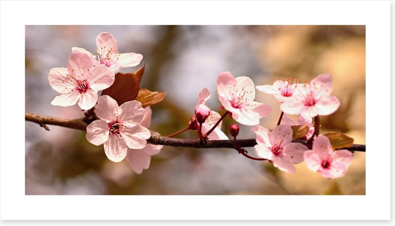 Cherry bloom sunshine