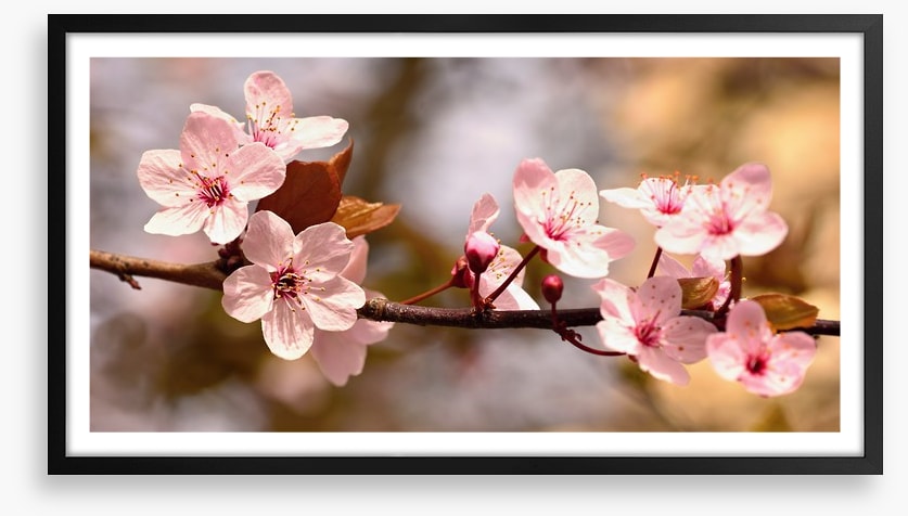 Cherry bloom sunshine