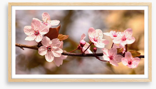 Cherry bloom sunshine