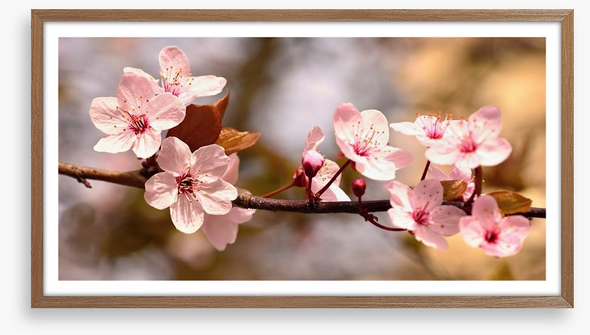 Cherry bloom sunshine