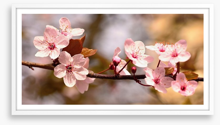 Cherry bloom sunshine